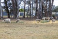 Photograph of a small group of sheep feeding near residential houses in Australia