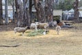 Photograph of a small group of sheep feeding near residential houses in Australia