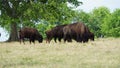 A small herd of Buffalo Royalty Free Stock Photo