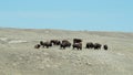 A small herd of a buffalo with one lone steer in the herd