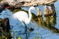 Snowy Egret at Myakka River Park Royalty Free Stock Photo