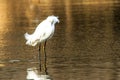 Snowy Egret Myakka River State Park Royalty Free Stock Photo