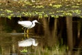 Snowy Egret Myakka River State Park Royalty Free Stock Photo