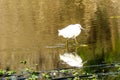 Snowy Egret Myakka River State Park Royalty Free Stock Photo