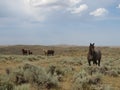 Mares and colts in the hills of Wyoming