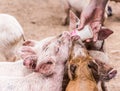 Pigs drinking milk from a baby bottle