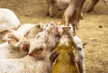 Pigs drinking milk from a baby bottle