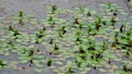 Tiny lillie pads growing on a pond. Royalty Free Stock Photo