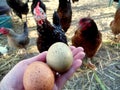 Photograph of Speckled Eggs and Chickens.