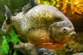 Photograph of a spectacular specimen of the red-bellied piranha, one of the most famous fish due to its dangerousness. Royalty Free Stock Photo