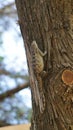 The Texas Spiny lizard climbing a tree.