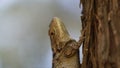 The Texas Spiny lizard climbing a tree.