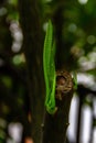 Leaves sprout out of a dead branch