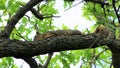 A squirrel trying to hide on a branch of a tree.