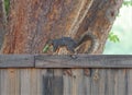 A squirrel on a fence with some acorns in his mouth. Royalty Free Stock Photo