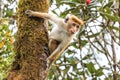 Sri-Lankan toque macaque Royalty Free Stock Photo