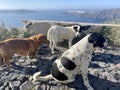 Stray Dogs in Santorini Greece Amongst Beautiful Mountain Ocean View Royalty Free Stock Photo