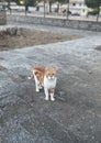 Single Cat or Kitten or Kitty Standing on Walkway Royalty Free Stock Photo