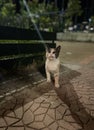 Single Cat or Kitten or Kitty Standing on Ground Royalty Free Stock Photo