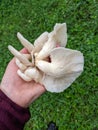 Photograph of Summer Oyster Mushrooms Held in Hand Royalty Free Stock Photo