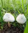 Photograph summer season nature scene mushrooms