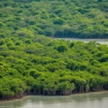 Mangroves and Wildlife at Sundarbans National Park