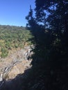 Cairns, Australia Rainforest Royalty Free Stock Photo