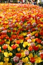 Field of tulips of various colors