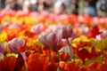 Field of tulips of various colors