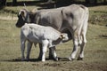 Photograph taken in the meadows of Berga de Cow and her calf sucking