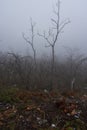 Photograph taken on Mount Vesuvius, Italy, with a misty view of the nature surroundings