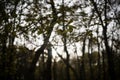 A Spider Web is Suspended Between Two Trees in Jester Park, Iowa