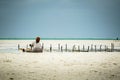 Woman sitting on sand on shore of Zanzibar gathering kelp