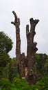 Tall Attractive Bare Cut Tree Trunk in Forest against Cloudy Misty White Sky Royalty Free Stock Photo