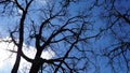 Tall trees against the bright blue sky Royalty Free Stock Photo