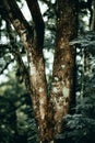 photograph of tamarind tree in forest. Royalty Free Stock Photo