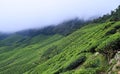 Tea Gardens with Misty Hills - Green Landscape