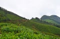 Tea Plantations over Hills in Kolukkumalai, India