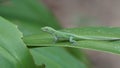 A green Anole lizard Royalty Free Stock Photo