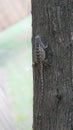 A Texas spiny lizard climbing on a ceder tree.