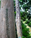 Thick Strong Woody Trunk - Hardwood Timber of Dipterocarpus Turbinatus - Garjan Tree - Andaman Tropical Forest