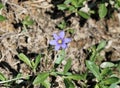 A tiny purple and yellow wildflower in Texas.