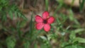 A tiny red wildflower blooming with a hard working bee on the flower peddle.