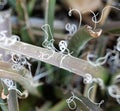 The tiny white strings on the branches of the yucca plant Royalty Free Stock Photo