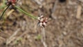 A wildflower bloom going to seed.