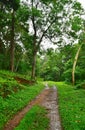 Nature Trail in Green Forest - Periyar Forest, Kerala, India