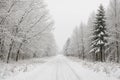 Snow-covered forest road with winter trees under overcast sky Royalty Free Stock Photo