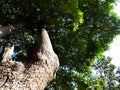 Dense tree in Forest, photo taken from ground angle.