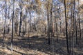 Photograph of trees burnt by bushfire in the Blue Mountains in Australia