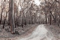 Photograph of trees burnt by bushfire in the Blue Mountains in Australia Royalty Free Stock Photo